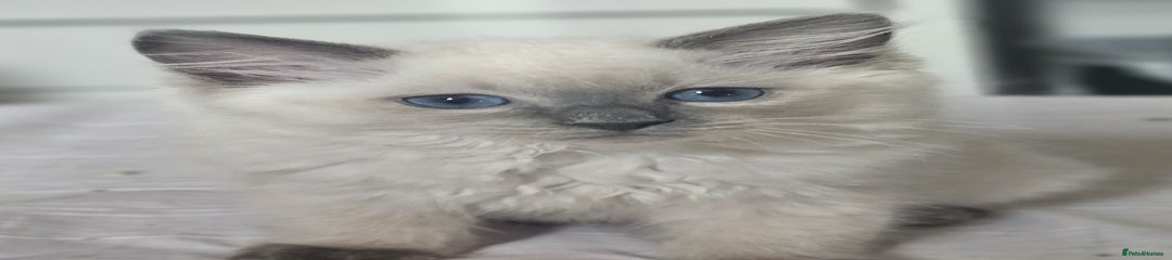 Ragdoll Kitten 2