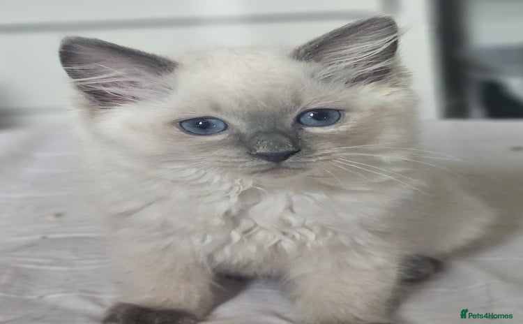 Ragdoll cats - Advert 4
