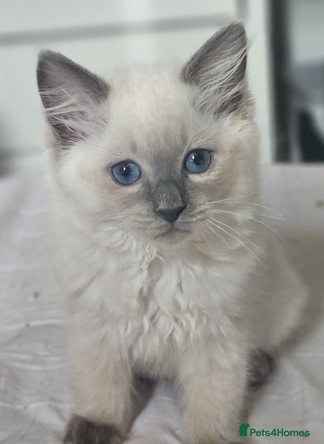 Ragdoll cats for sale: 3 stunning ragdoll girls available - Image 1