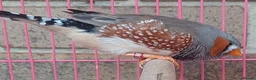 Finches birds for sale: ZEBRA FINCHES SHOW CLASS EXIBITION SIZE PAIR - Advert 7