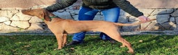 Hungarian Vizsla dogs for stud: The famous Zsivaly Champion sired imported stud in Loughborough - Advert 7