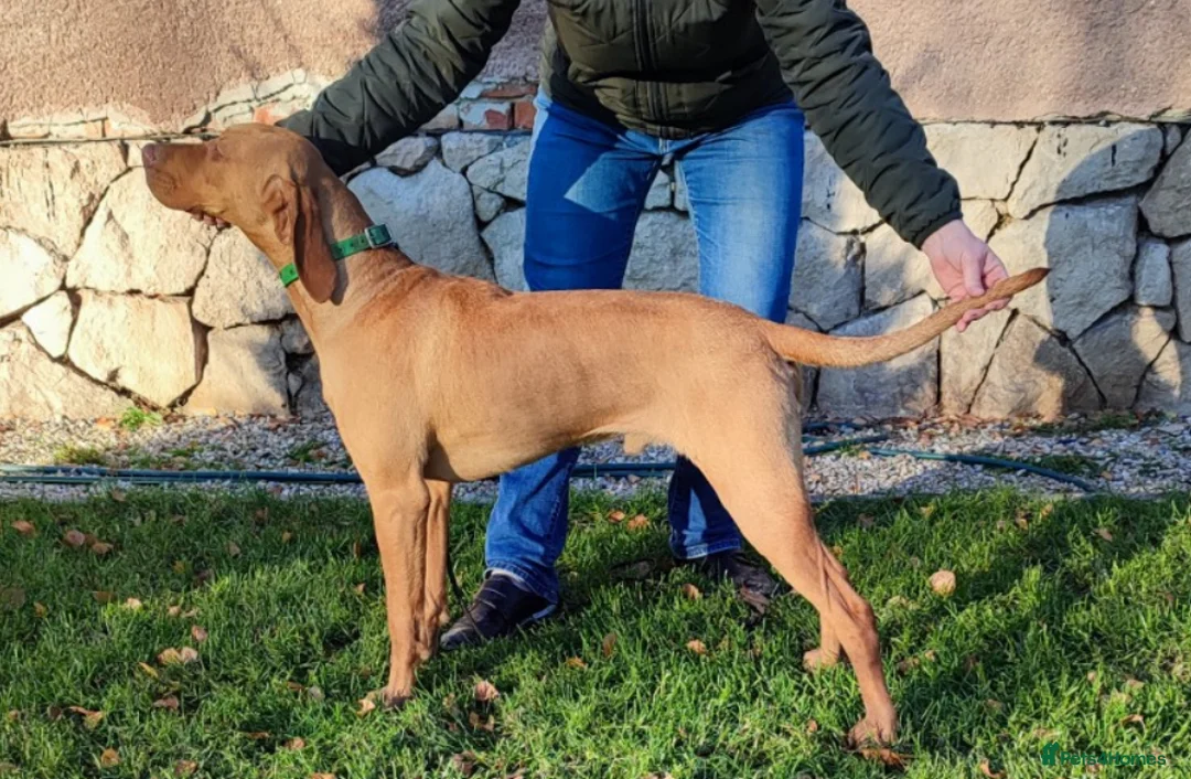 Hungarian Vizsla dogs for stud: The famous Zsivaly Champion sired imported stud in Loughborough - Advert 7