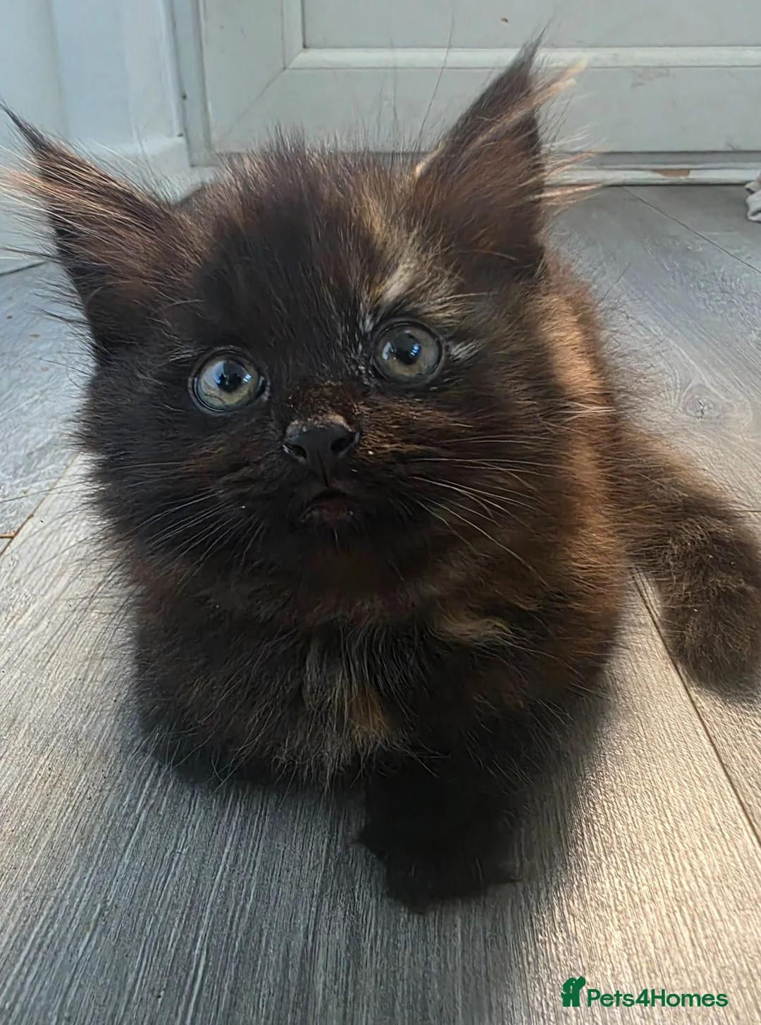 Mixed Breed cats for sale: 2 beautiful kittens - Advert 1