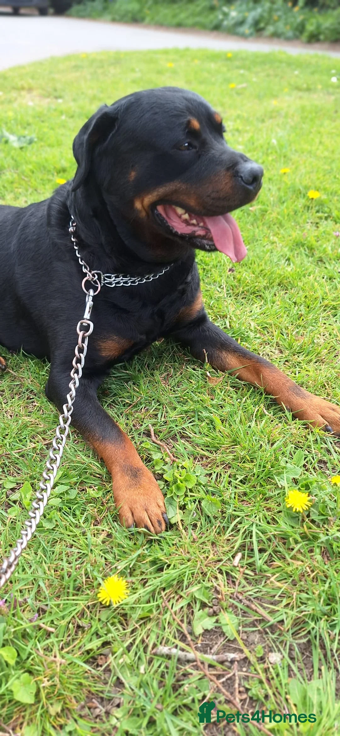 Rottweiler dogs for sale: Free to a forever home 3 years old  in Bishop's Stortford - Advert 1