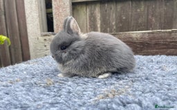 Netherland Dwarf rabbits for sale: Netherland Dwarf Babies & Adults available in Stoke-on-Trent - Image 18