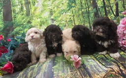 Shihpoo dogs for sale: F1 TOY SHIHPOO puppies, platinum choc champagne - Image 15