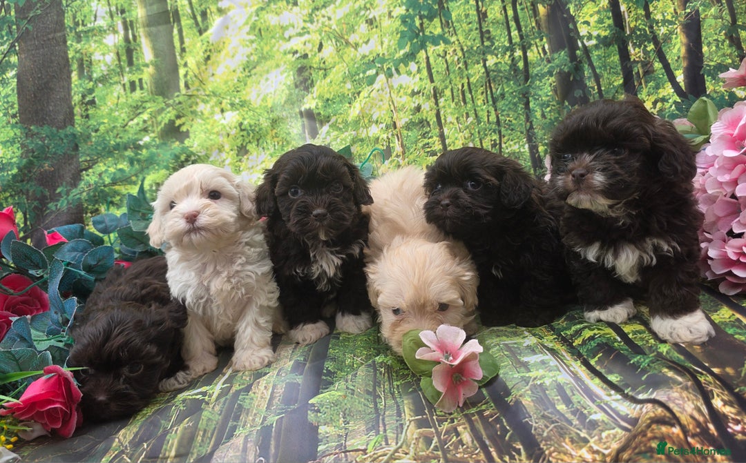Shihpoo dogs for sale: F1 TOY SHIHPOO puppies, platinum choc champagne - Image 15