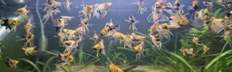Angelfish fish for sale: Koi/Marble Angelfish - Advert 10