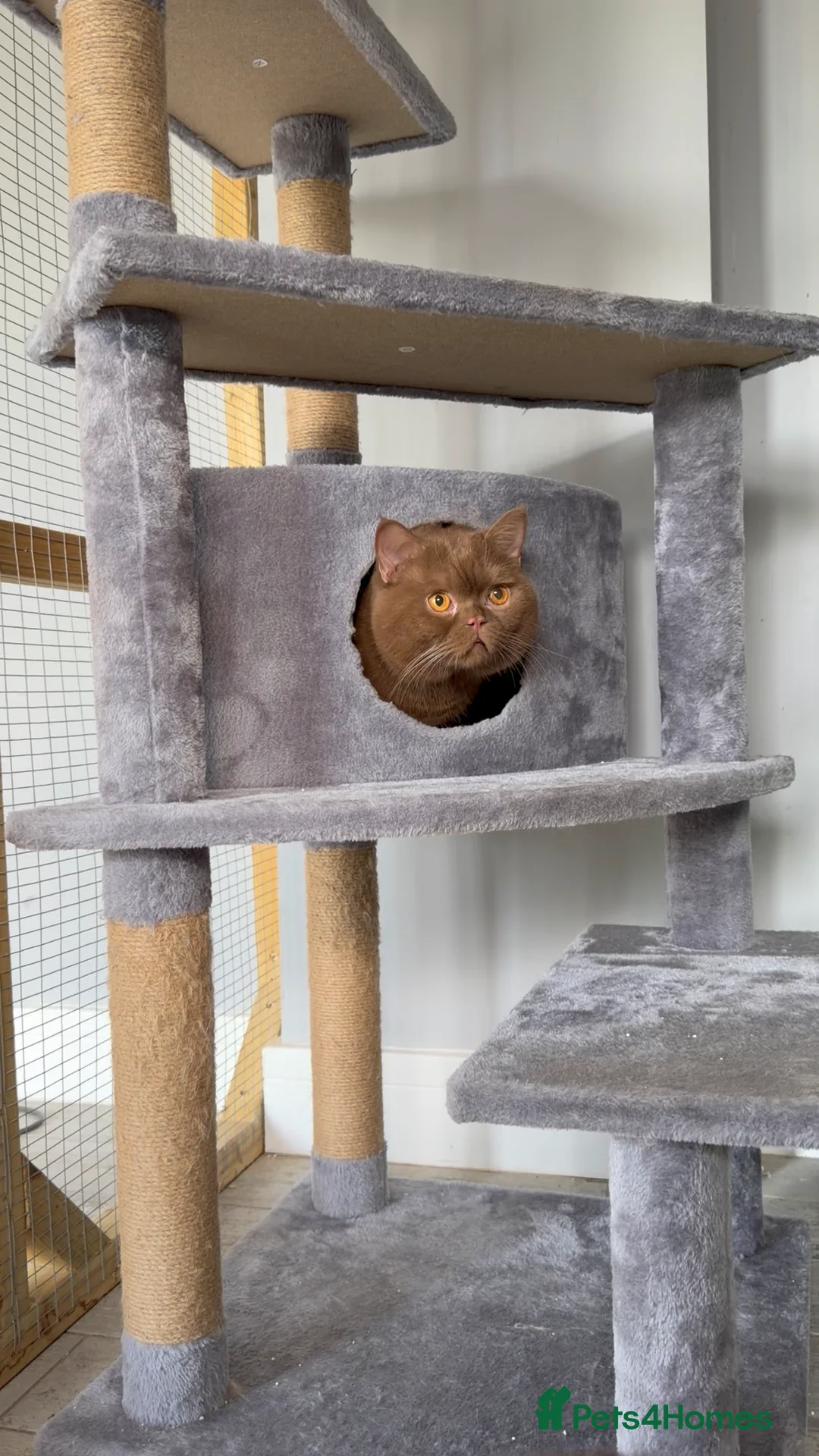 British Shorthair cats for stud: Health tested Cinnamon stud GCCF & TICA - Advert 5