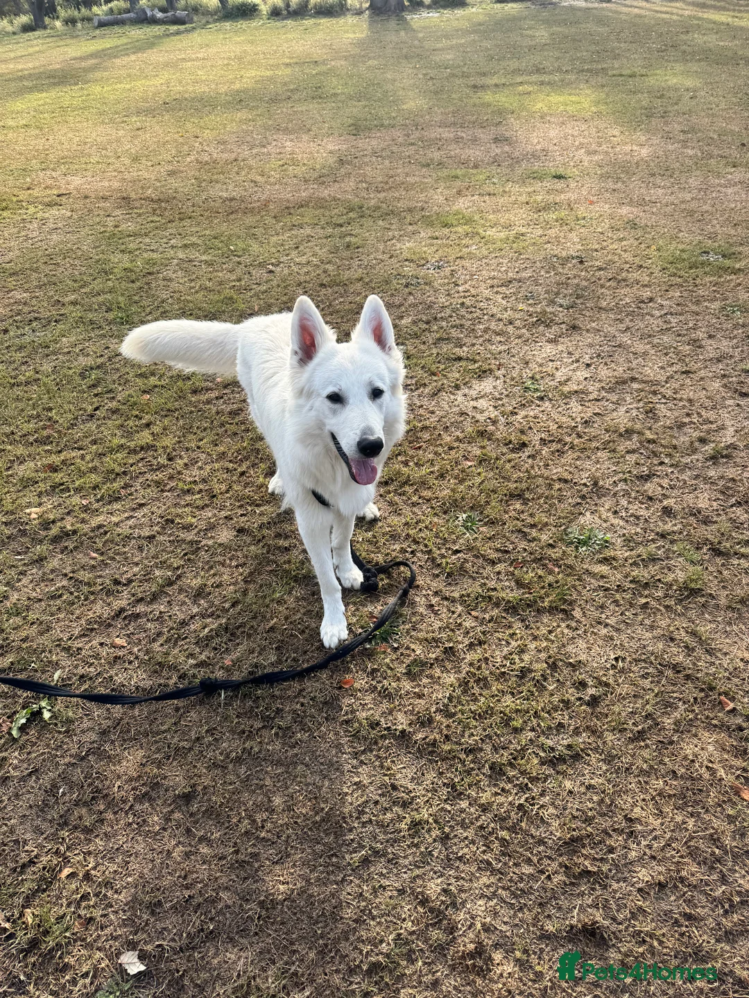 White Swiss Shepherd dogs for stud: White Swiss shepherd for stud - Advert 4