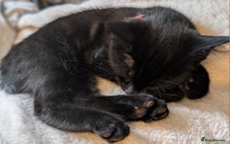 British Shorthair cats for sale: Very cute, playful female kitten - Image 3