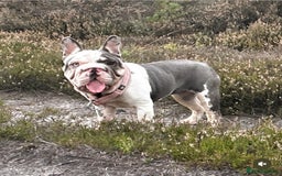 French Bulldog dogs for sale: Matilda  - Advert 1