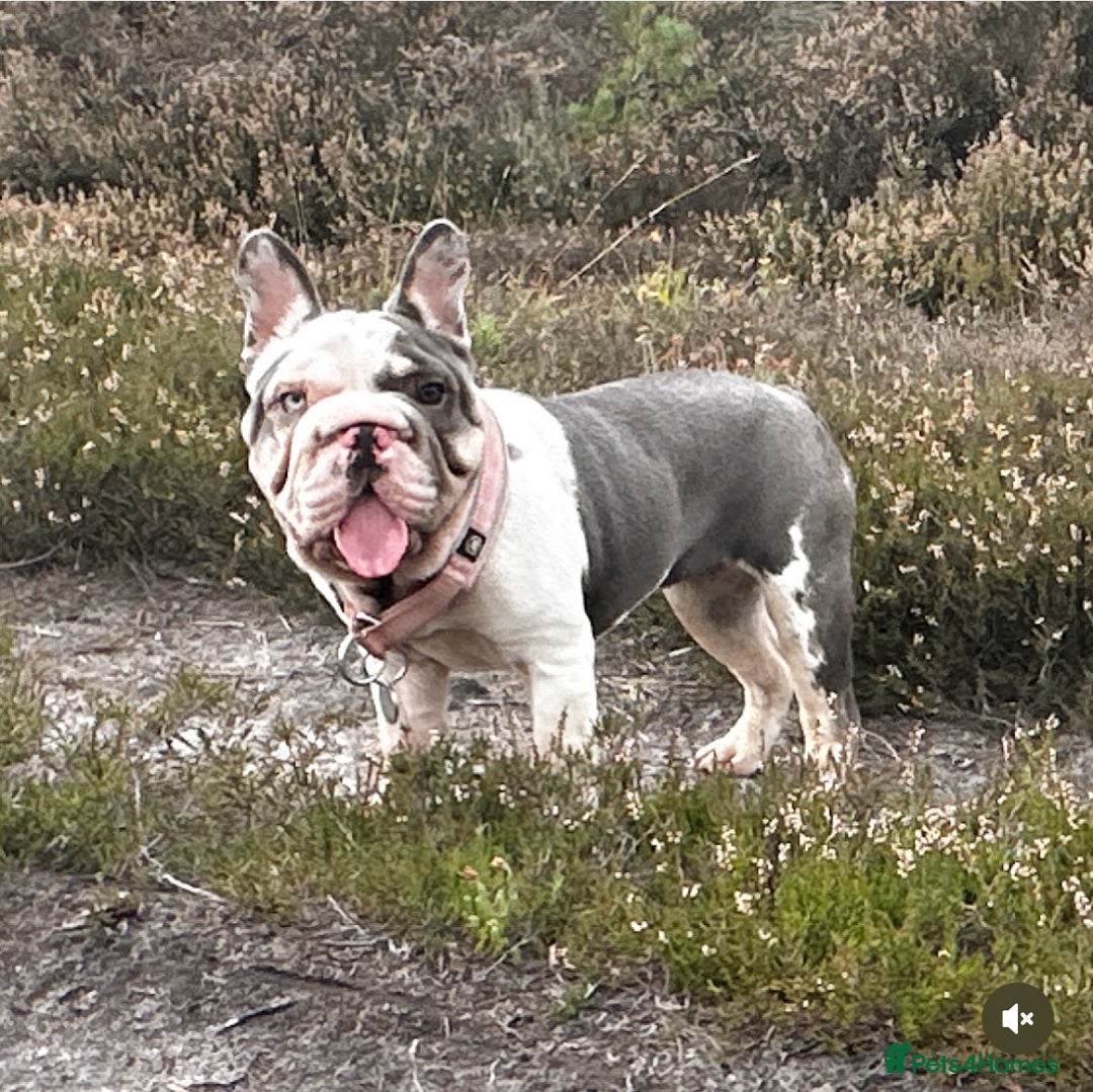 French Bulldog dogs for sale: Matilda  - Advert 1