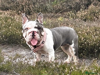 French Bulldog dogs Matilda - Advert 1