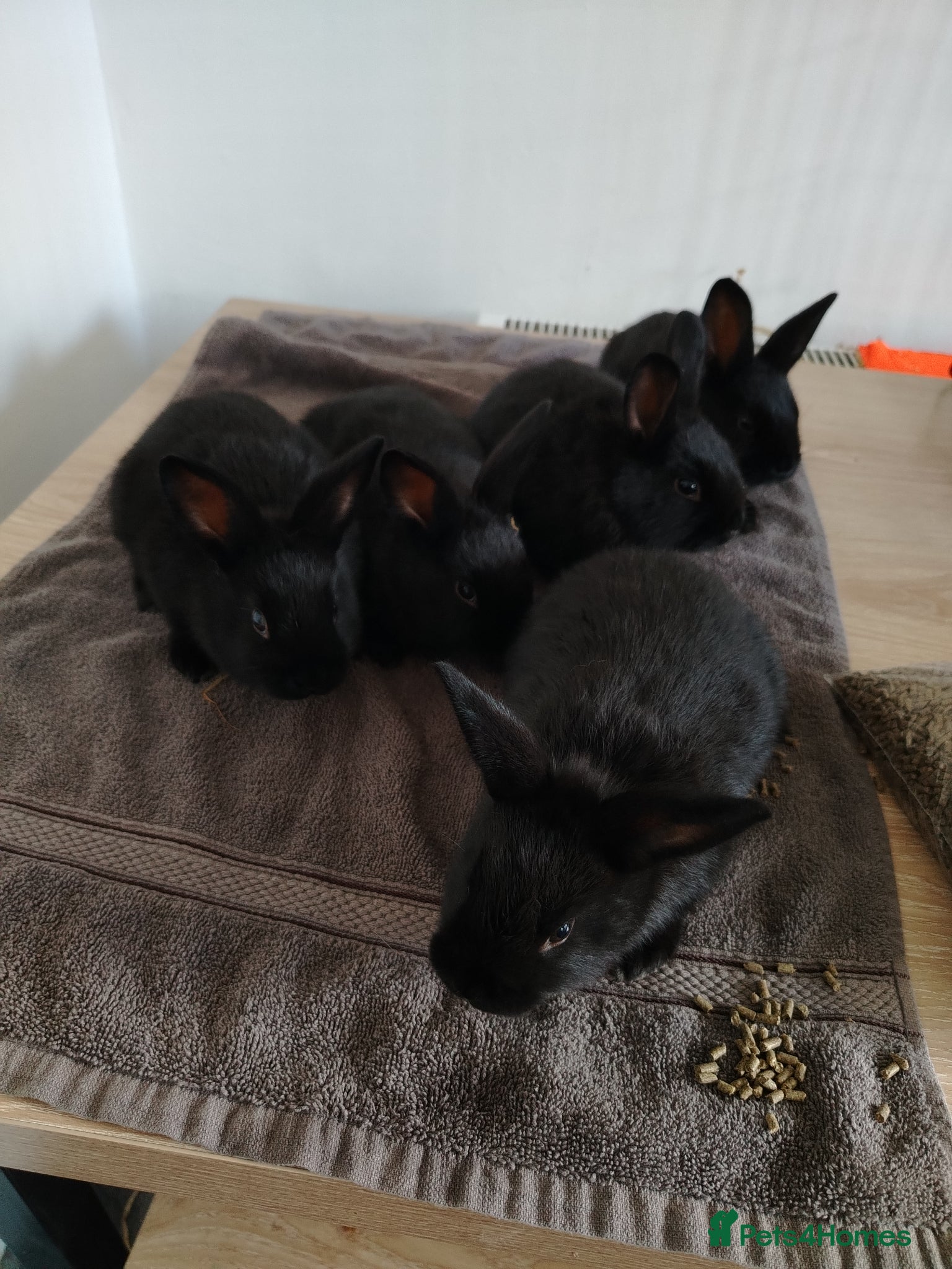 Rex rabbits Californian x Rex Litter - Advert 11