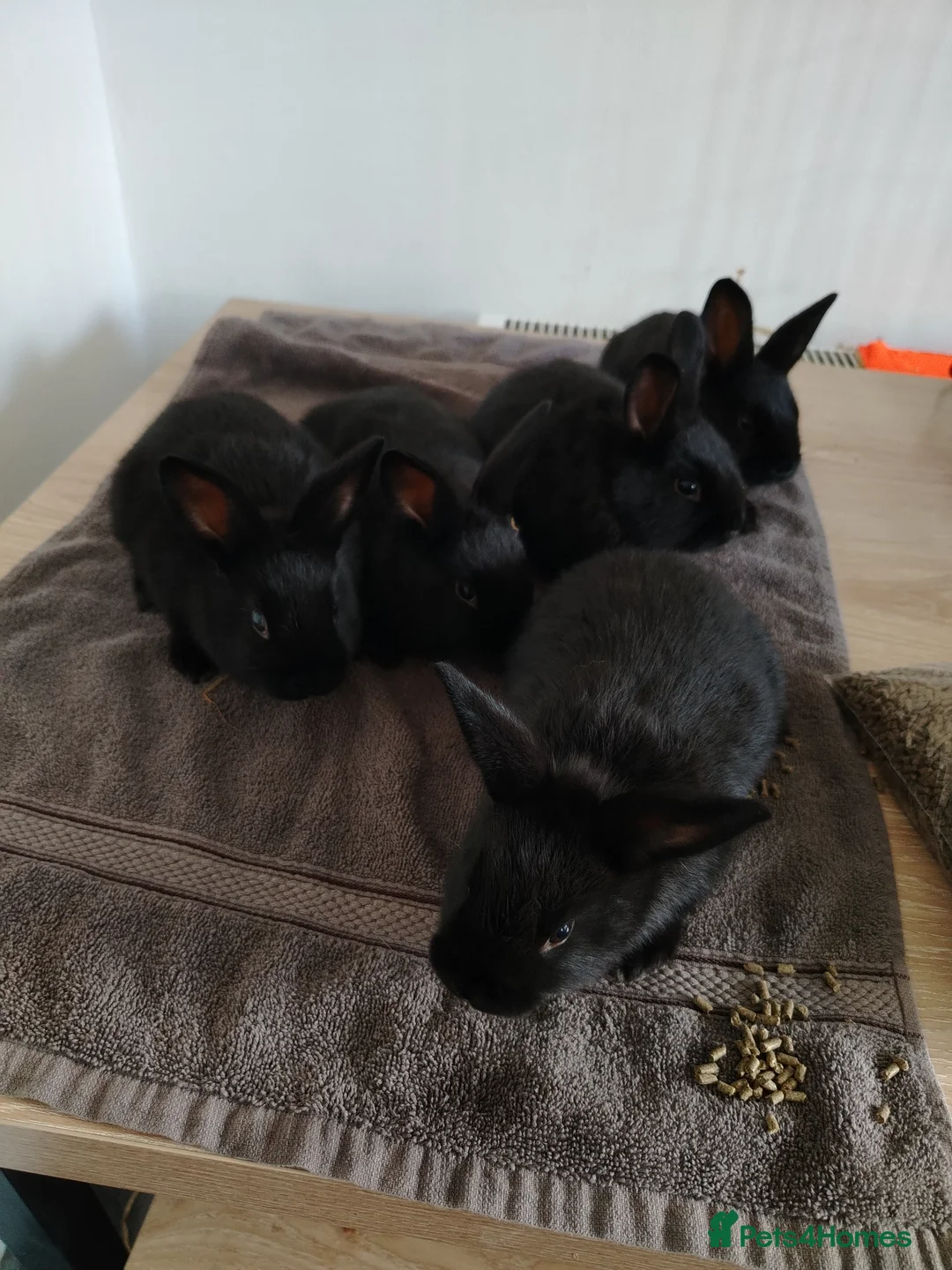 Rex rabbits for sale: Californian x Rex Litter - Advert 1