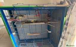 Conures birds for sale: Pair of tame conures  - Image 8