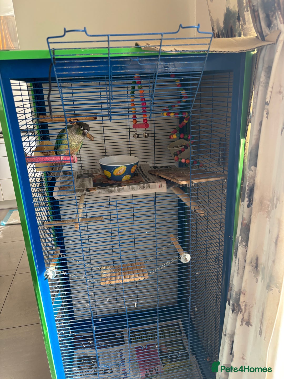 Conures birds for sale: Pair of tame conures  - Image 8