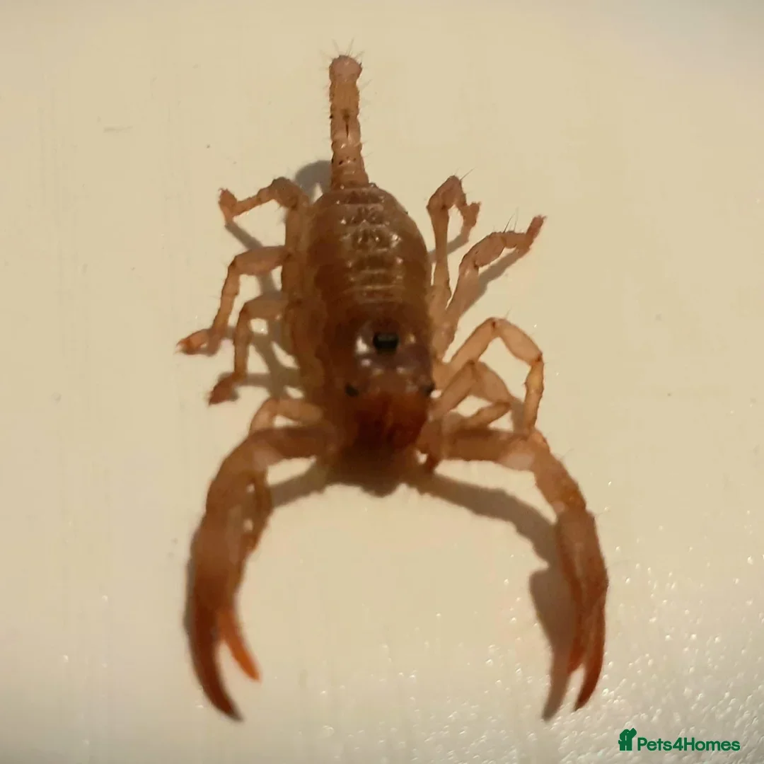 Scorpions invertebrates for sale: Asian Forest Scorpions Available Now - Advert 2