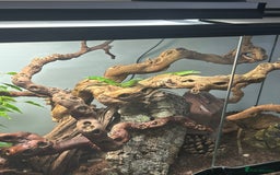 Skink reptiles for sale: Tree skinks & full setup - Image 3