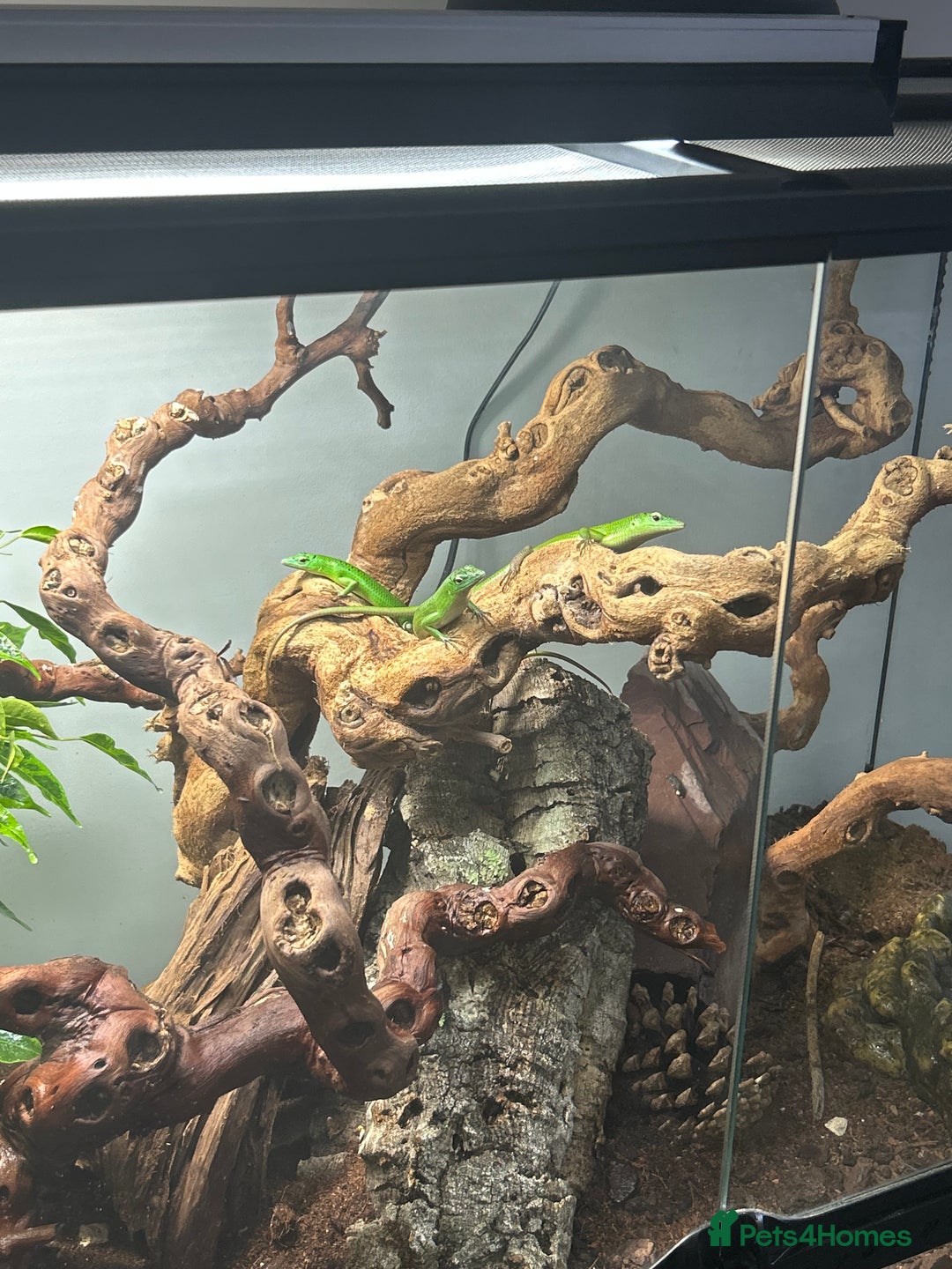 Skink reptiles for sale: Tree skinks & full setup - Image 3