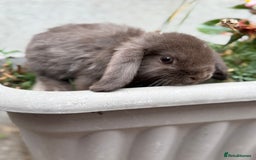 Mini Lop rabbits for sale: Outstanding mini lop doe - Image 4