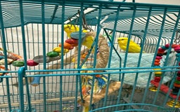 Budgerigars birds for sale: Lutino and Albino red eyes factor Young budgies - Image 1