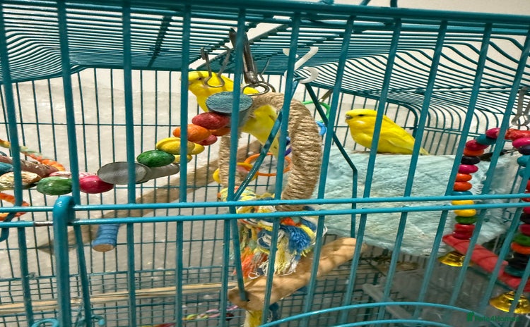 Budgerigars birds - Advert 1