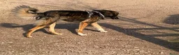 Mixed Breed dogs for adoption: Meet Barak, currently residing in Cheshire  in Nantwich - Advert 10