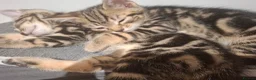 Mixed Breed cats for sale: 2 beautiful kittens left - Advert 10