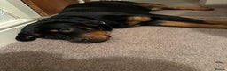 Rottweiler dogs for sale: Kc reg.Rottweiler bitch pup.Ready now at 8 weeks.  - Advert 3