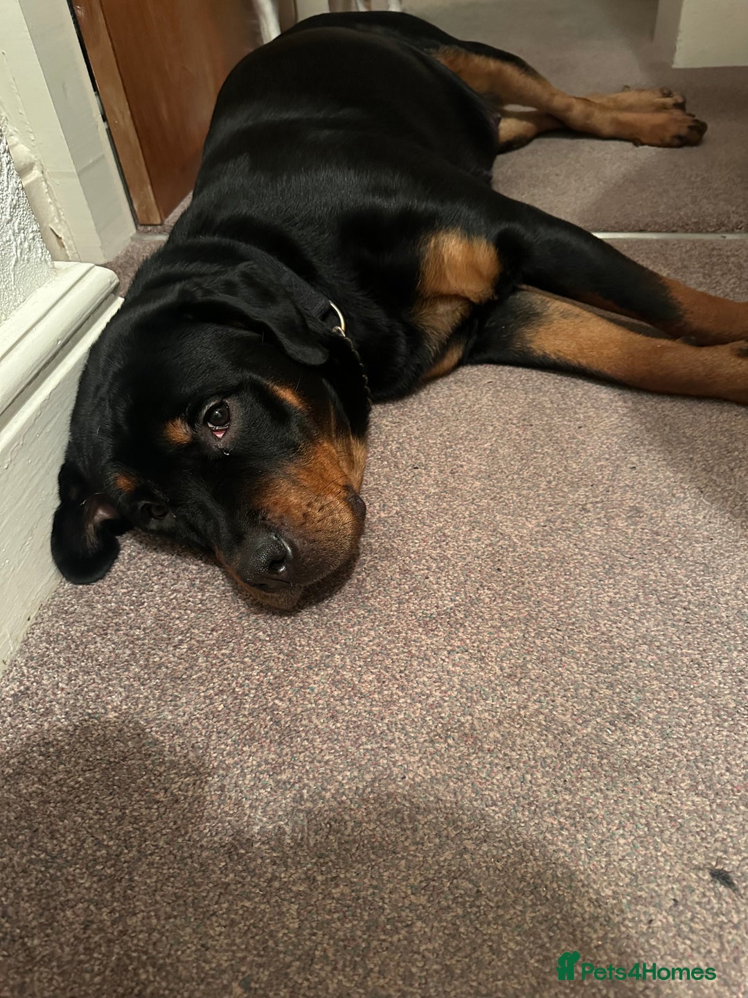 Rottweiler dogs for sale: Kc reg Rottweiler puppies. Ready 17 dec - Image 1