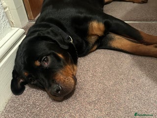 Rottweiler dogs for sale - Advert 2