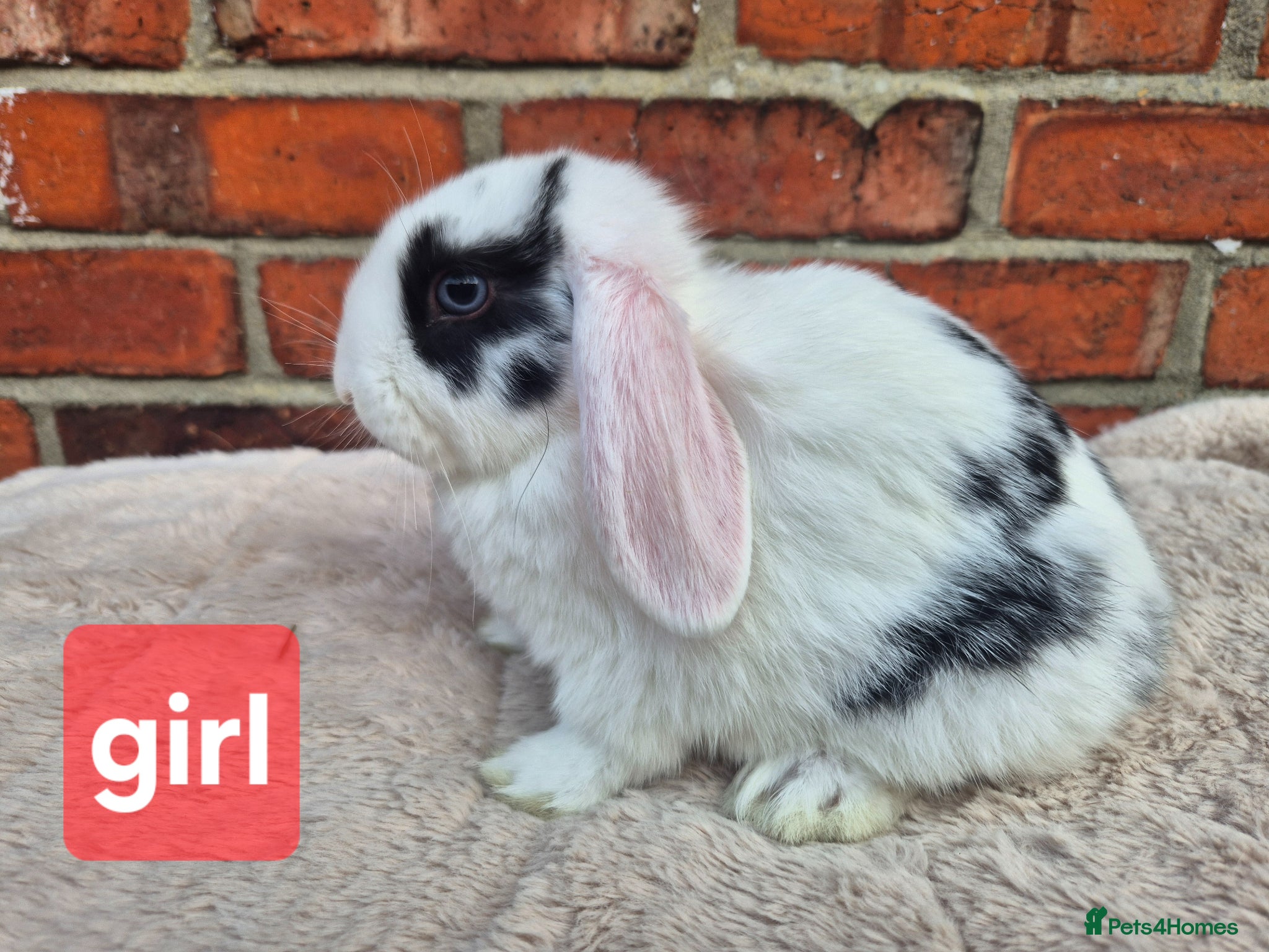 Mini Lop rabbits ❤️ READY TO LEAVE NOW  💙  - Advert 1