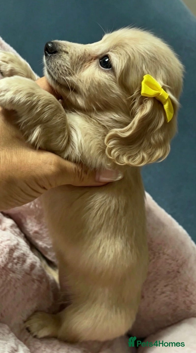 Miniature Dachshund dogs Cream KC longhaired dachshund puppies  - Advert 1