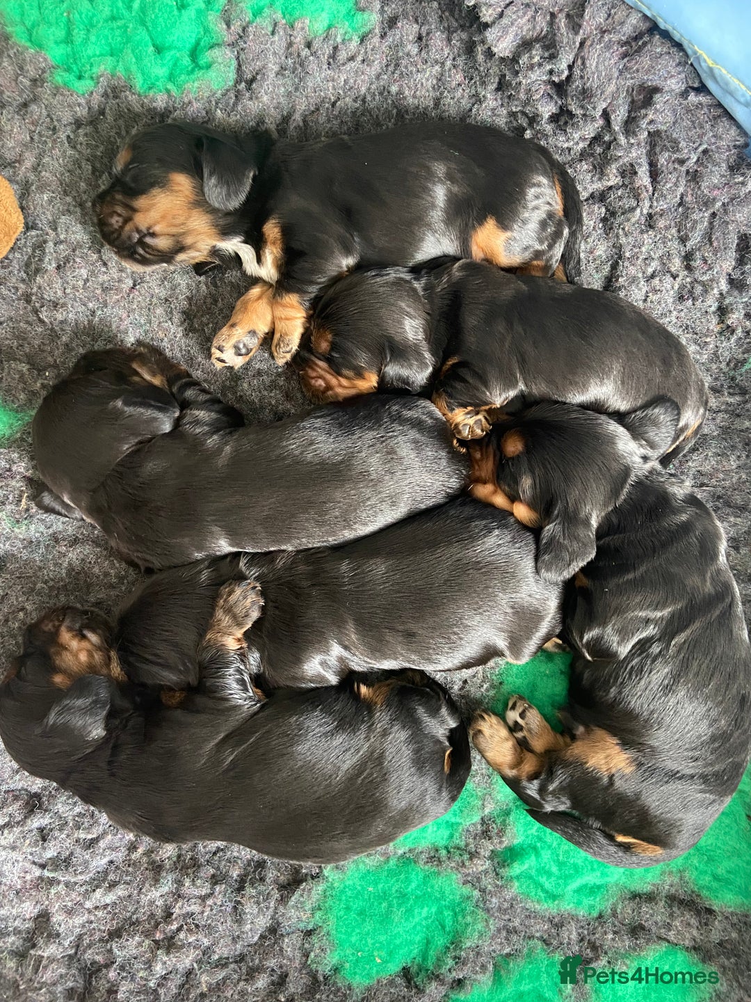 Cocker Spaniel dogs for sale: KC RIZI-BIZI show type European show champ lines - Image 16