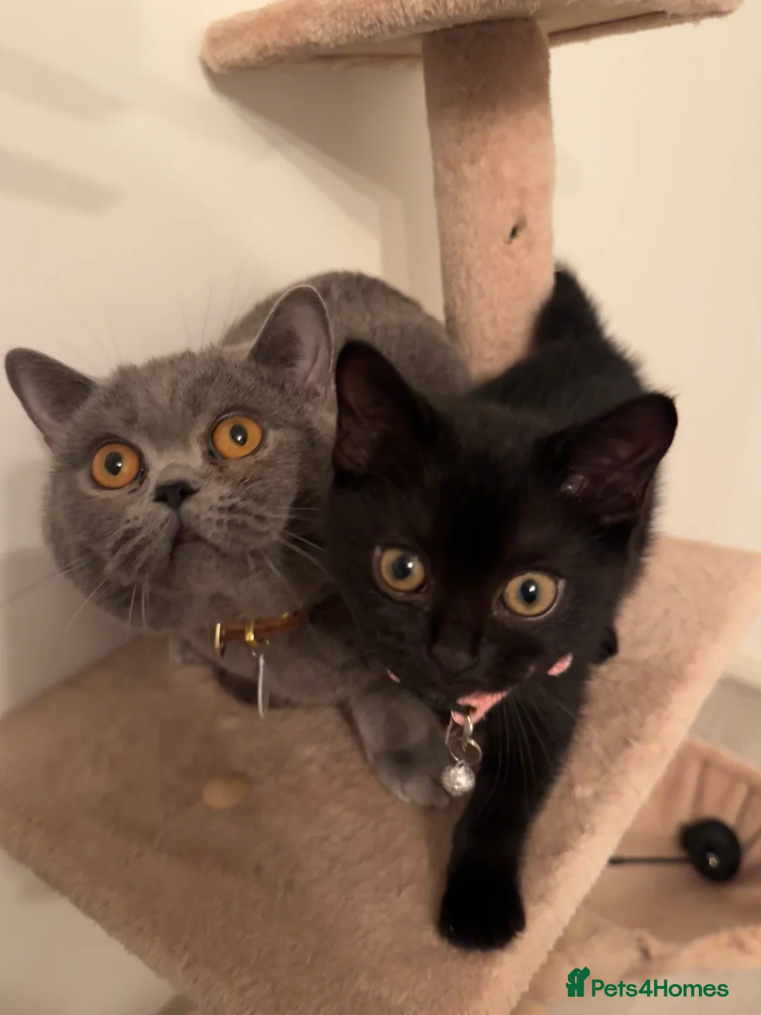 British Shorthair cats for sale: Adorable  - Advert 10