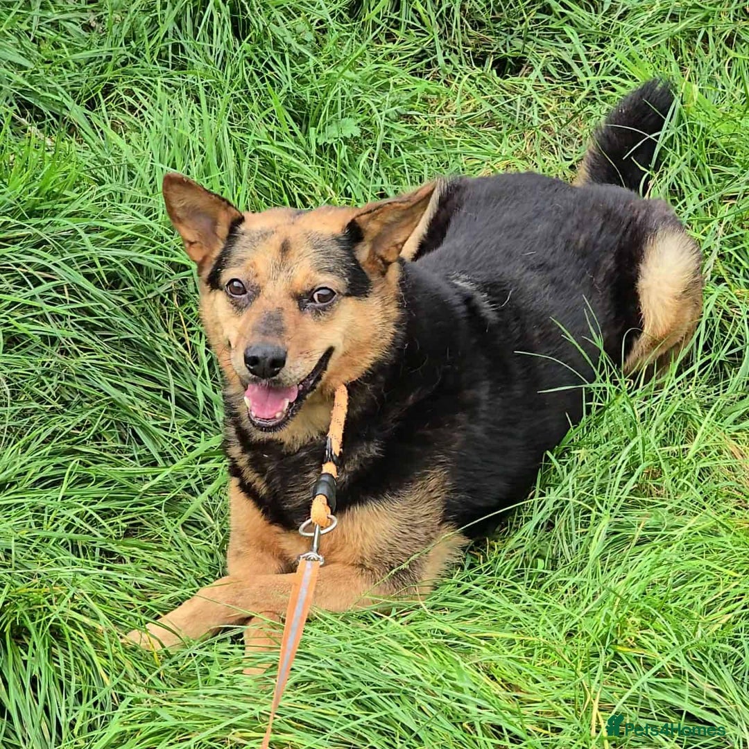 Mixed Breed dogs for adoption: Melanie for adoption - Image 2