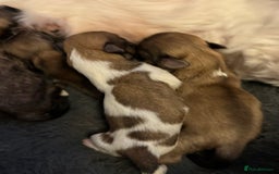 Lhasa Apso dogs for sale: Fabulous KC reg gold male Lhasa apso - Advert 11