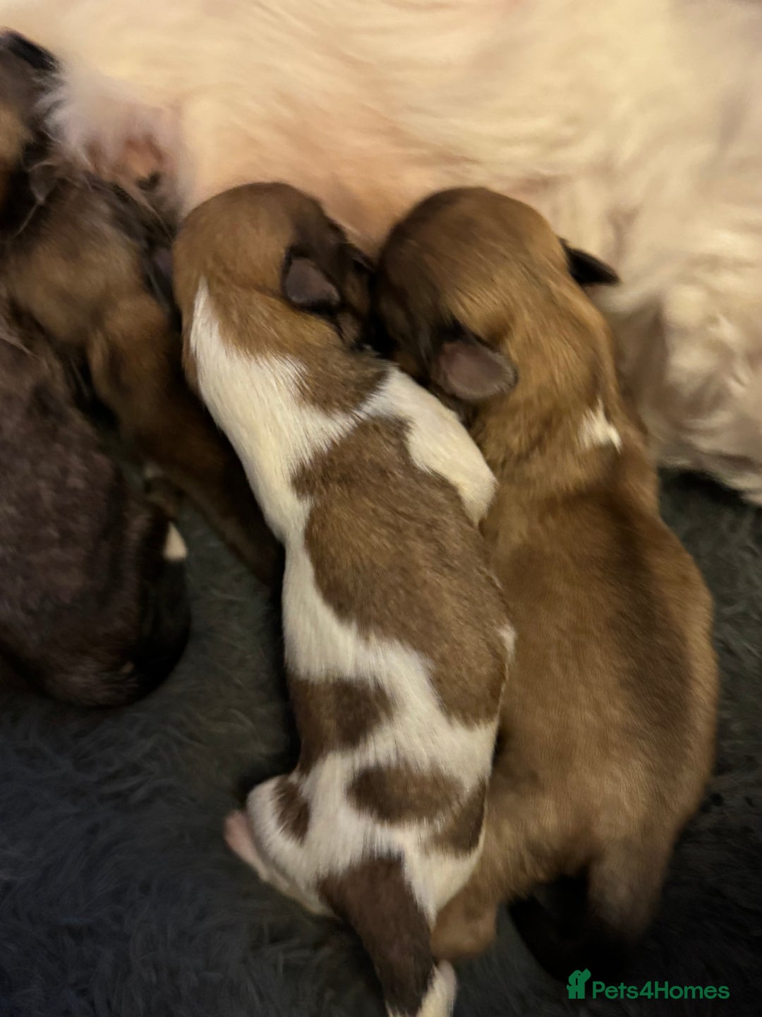 Lhasa Apso dogs for sale: Fabulous KC reg gold male Lhasa apso - Advert 11