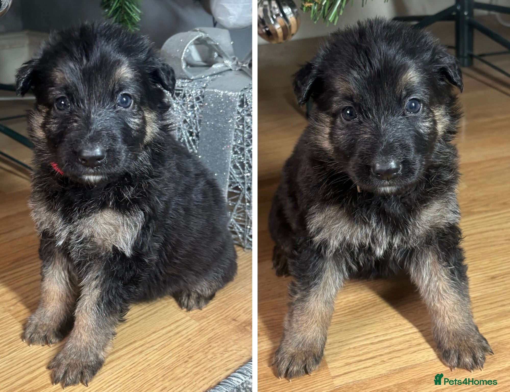 German Shepherd dogs German Shepherd Pups - Advert 12