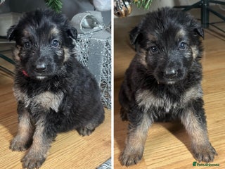 German Shepherd dogs German Shepherd Pups - Advert 12