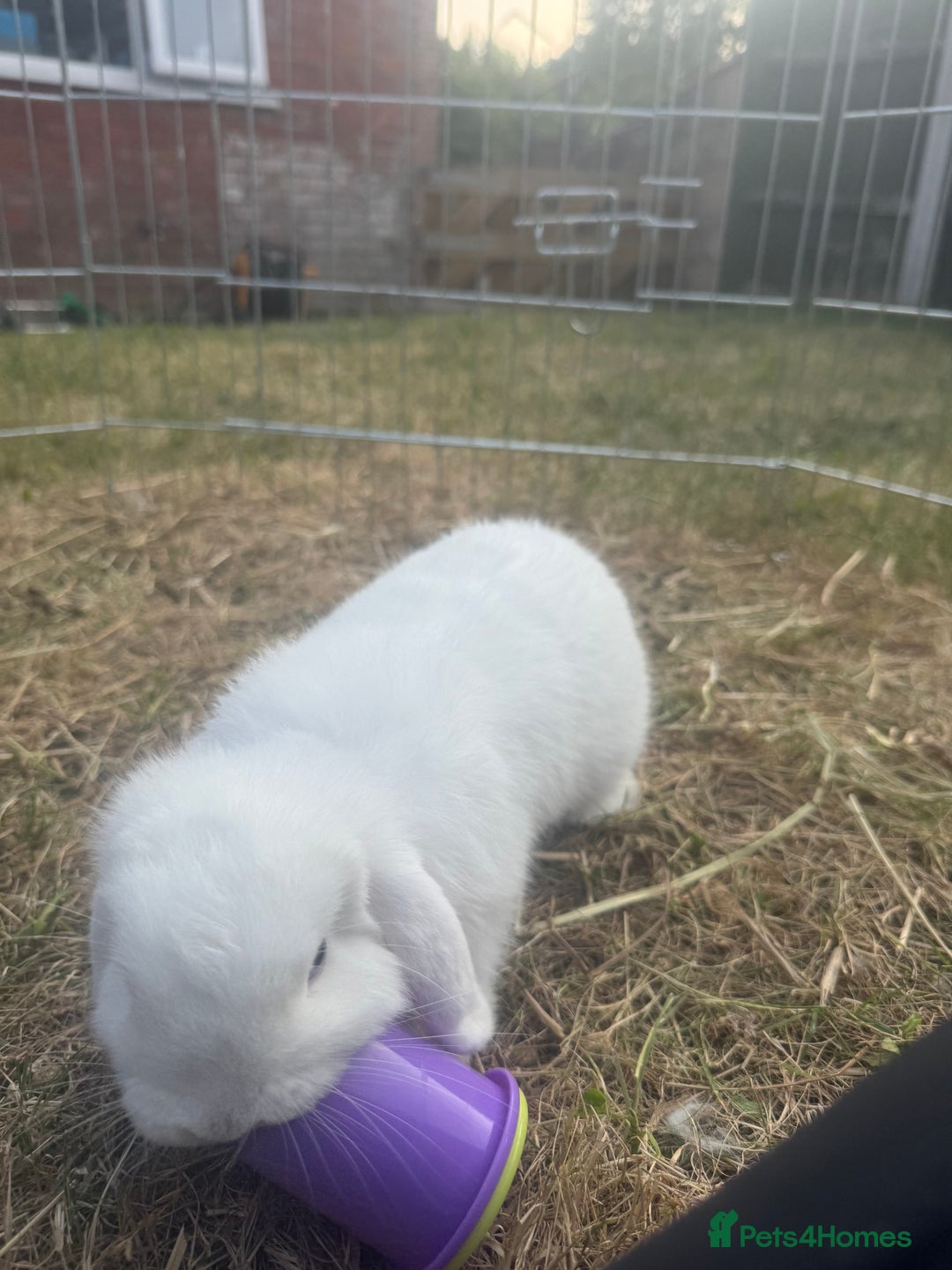 Mini Lop rabbits for sale: Mini Lop - Image 3