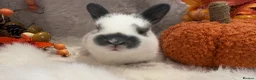Rex rabbits for sale: Rex x Netherland dwarf  - Advert 5