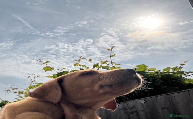 Labrador Retriever dogs - Advert 10