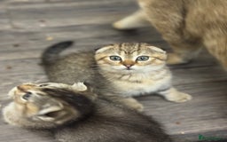 Scottish Fold cats for sale: Golden Scottish fold  - Image 1