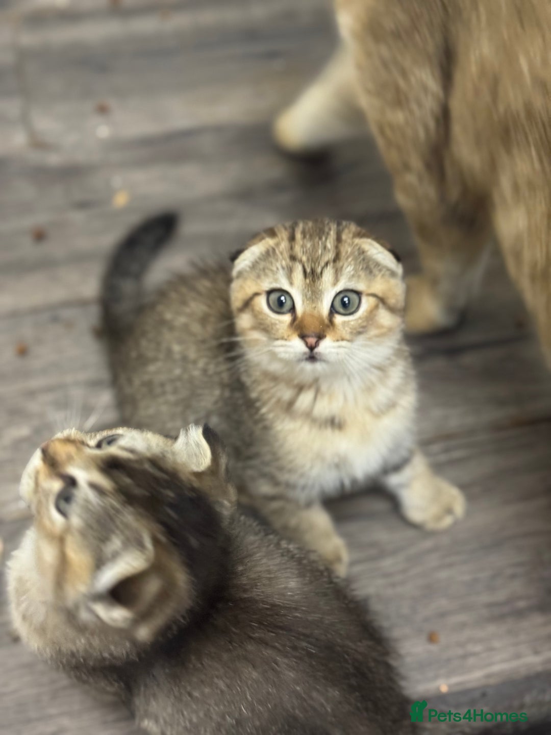 Scottish Fold cats for sale: Golden Scottish fold  - Image 1