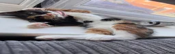 Mixed Breed cats for sale: URGANT sale  - Advert 2