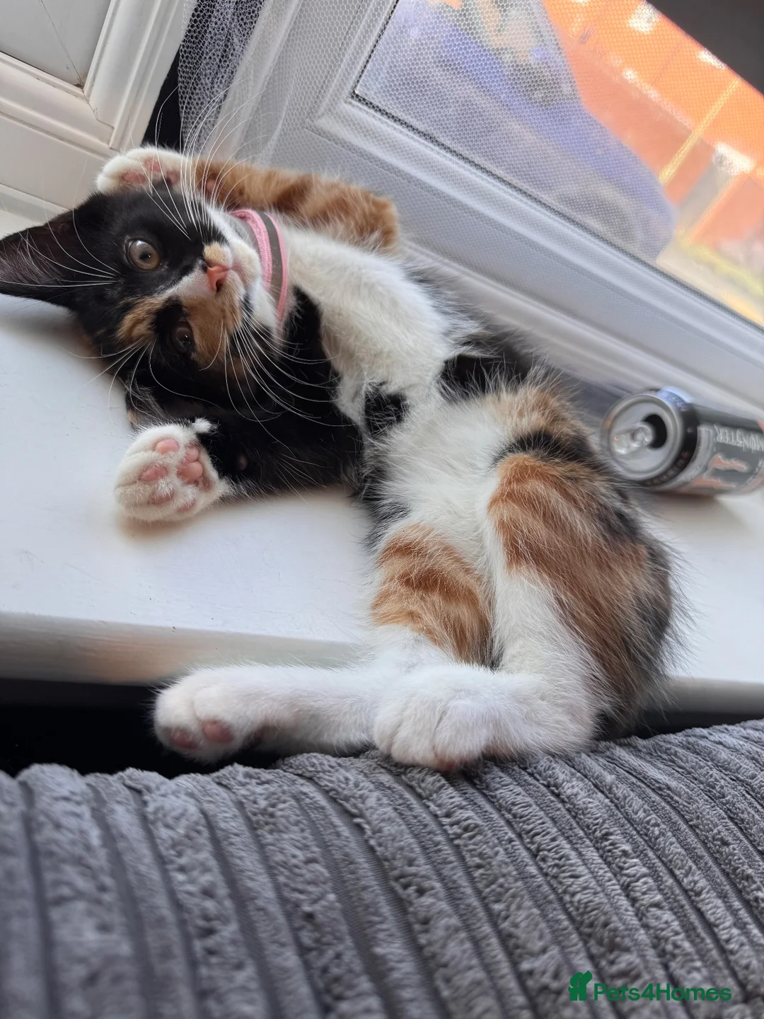Mixed Breed cats for sale: URGANT sale  - Advert 2