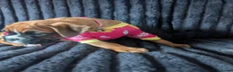 Boxer dogs for sale: Stunning boxer puppies  - Advert 16